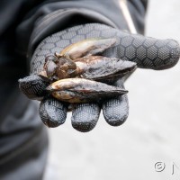 Zebra Mussel